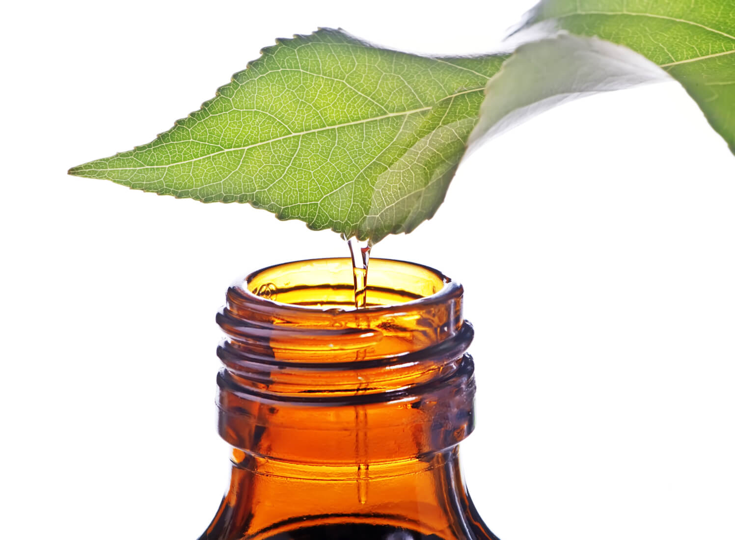Eucalyptus Oils Invest in Eucalyptus Forests for Biomass, Energy and Oils